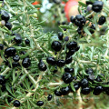 China Soft Gold Bulk Packaging Wild Natural Organic Black Goji Berries